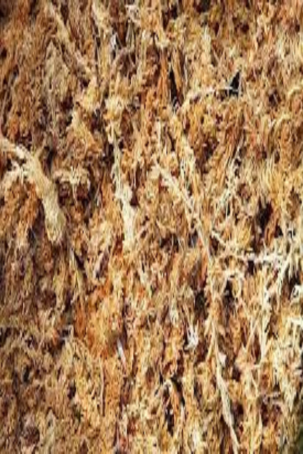 Welsh Sphagnum Moss for Isopods & Inverts for sale UK