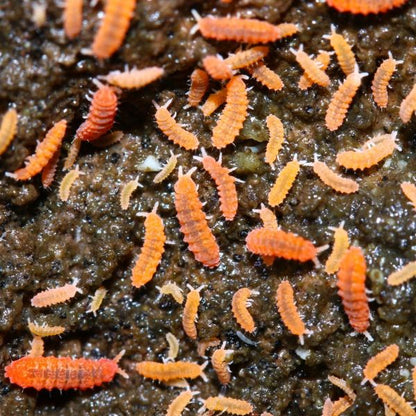 Orange Springtails ((Yuukianura aphoruroides) for sale UK